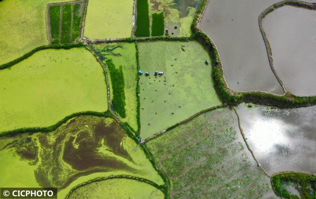 农忙是几月份，农忙的句子经典语录（又到小满农忙时）