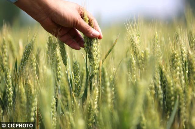 农忙是几月份，农忙的句子经典语录（又到小满农忙时）