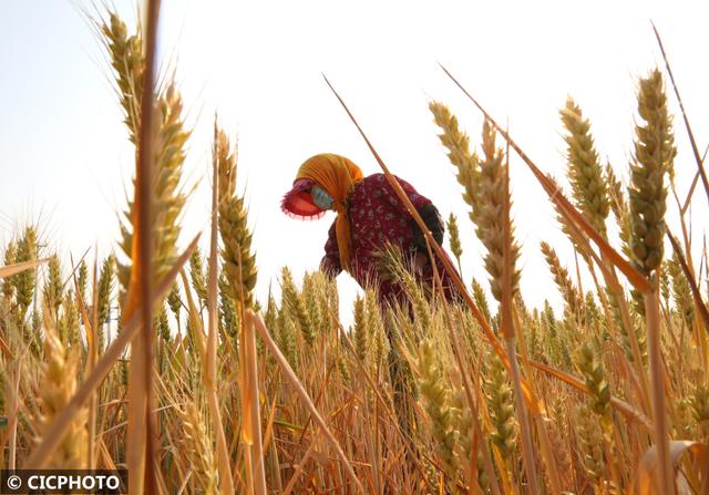 农忙是几月份，农忙的句子经典语录（又到小满农忙时）