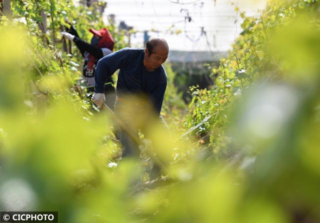农忙是几月份，农忙的句子经典语录（又到小满农忙时）