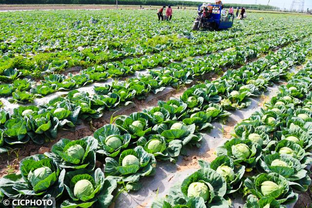 农忙是几月份，农忙的句子经典语录（又到小满农忙时）