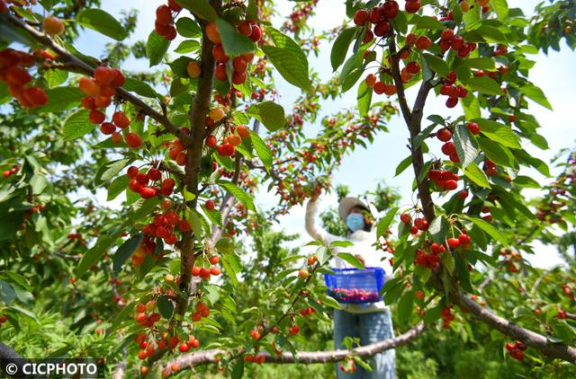 农忙是几月份，农忙的句子经典语录（又到小满农忙时）