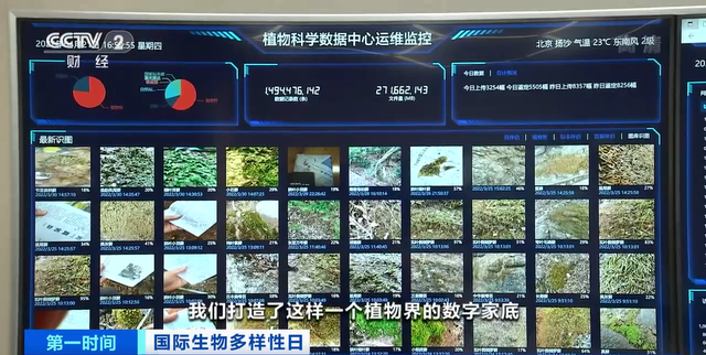 大熊猫野生种群增至1864只！国家林草局：大量珍贵濒危野生动植物种群实现恢复性增长