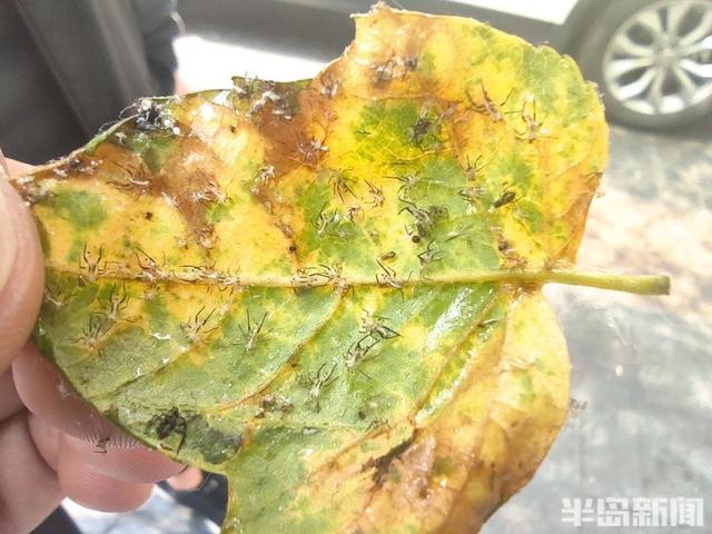 黄山栾病虫害及防治，病虫害防治措施及常用的措施有哪些方法