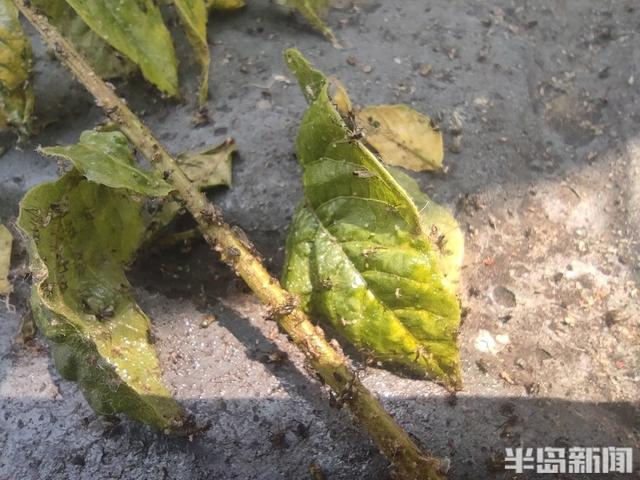 黄山栾病虫害及防治，病虫害防治措施及常用的措施有哪些方法