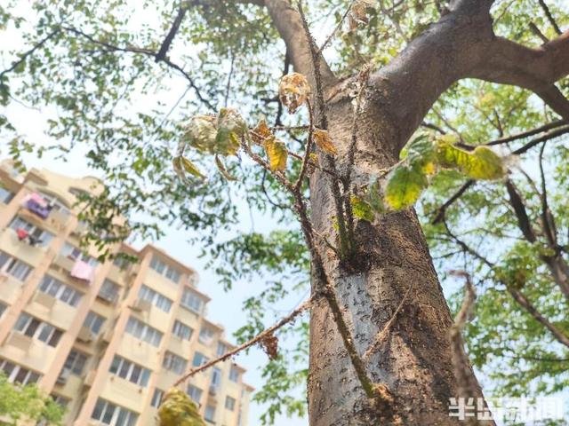 黄山栾病虫害及防治，病虫害防治措施及常用的措施有哪些方法