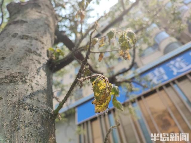 黄山栾病虫害及防治，病虫害防治措施及常用的措施有哪些方法