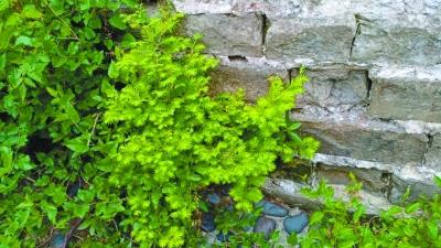 什么树苗长成什么大树，树苗长大叫什么（树龄最大已10岁）