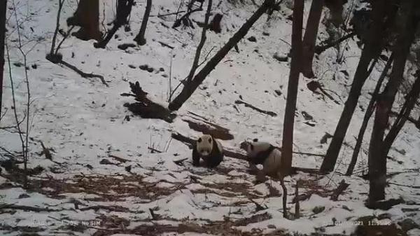 青鼬（青鼬怎么读），鼬鼱怎么读音是什么（三只金钱豹“踏雪”两只大熊猫“遛弯”）
