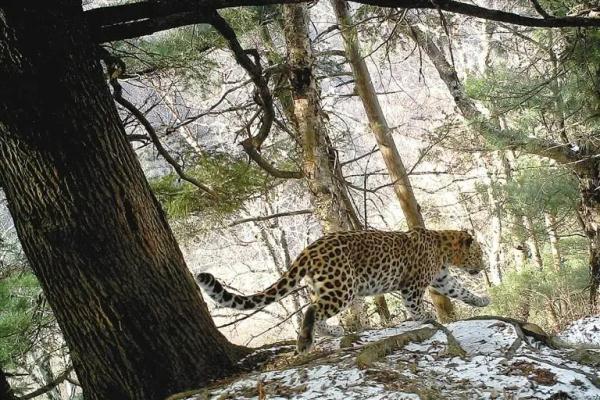 青鼬（青鼬怎么读），鼬鼱怎么读音是什么（三只金钱豹“踏雪”两只大熊猫“遛弯”）
