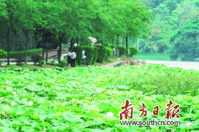 莲花什么时候开，女人的莲花什么时候开（初夏荷花 始盛开）