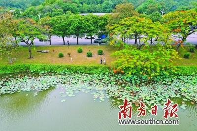 莲花什么时候开，女人的莲花什么时候开（初夏荷花 始盛开）