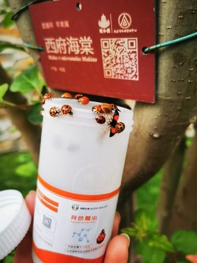 古人却云“千峰翠色”，千峰彩翠城关（颐和园“捉虫人”）