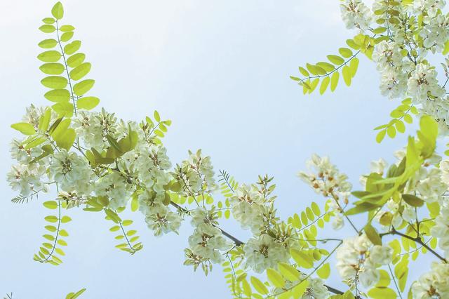 三槐九棘什麼意思,三槐什麼什麼成語(槐樹 寄託時光深處的鄉愁)