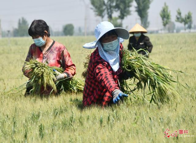 小麦什么时候收割，2022年小麦收割时间（小麦开镰收割 各地好“丰”景）