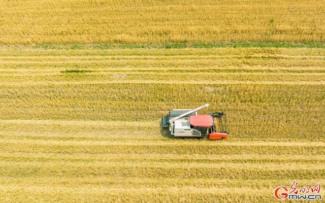 成熟的图片，经典成熟的文字图片精选  但愿你我不被红尘扰（组图丨喜看麦田千层浪）