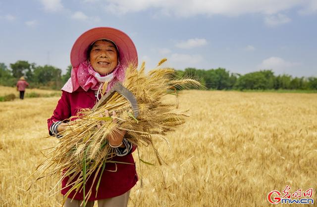 成熟的图片，经典成熟的文字图片精选  但愿你我不被红尘扰（组图丨喜看麦田千层浪）