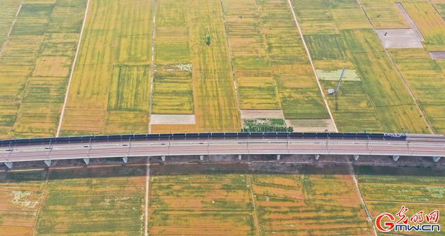 成熟的图片，经典成熟的文字图片精选  但愿你我不被红尘扰（组图丨喜看麦田千层浪）