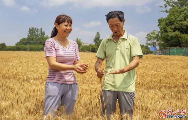 成熟的图片，经典成熟的文字图片精选  但愿你我不被红尘扰（组图丨喜看麦田千层浪）