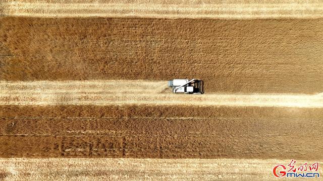 成熟的图片，经典成熟的文字图片精选  但愿你我不被红尘扰（组图丨喜看麦田千层浪）