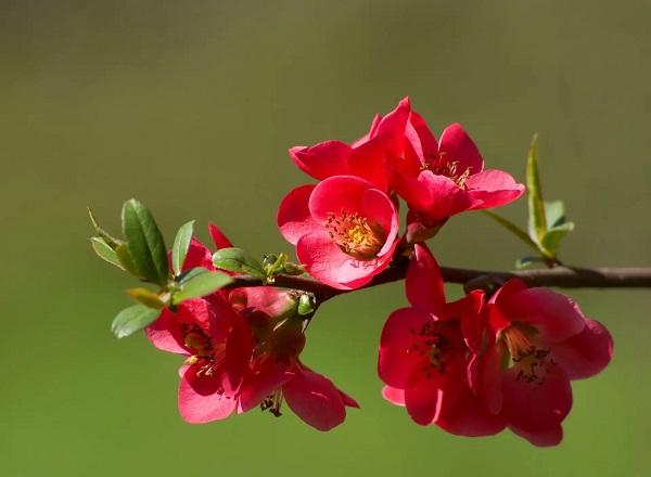 一恨鲥鱼多刺，二恨海棠无香，鲥鱼多刺写过什么书（鲥鱼及“三五恨”）