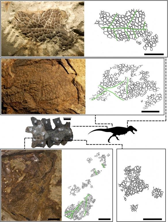 远古生物真实纪录片，史前生物大揭秘纪录片（BBC做出了二十年来最棒的恐龙纪录片）