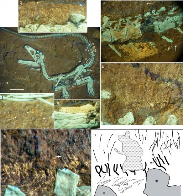 远古生物真实纪录片，史前生物大揭秘纪录片（BBC做出了二十年来最棒的恐龙纪录片）