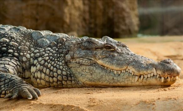 远古生物真实纪录片，史前生物大揭秘纪录片（BBC做出了二十年来最棒的恐龙纪录片）