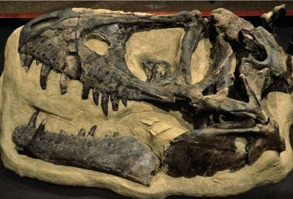 远古生物真实纪录片，史前生物大揭秘纪录片（BBC做出了二十年来最棒的恐龙纪录片）