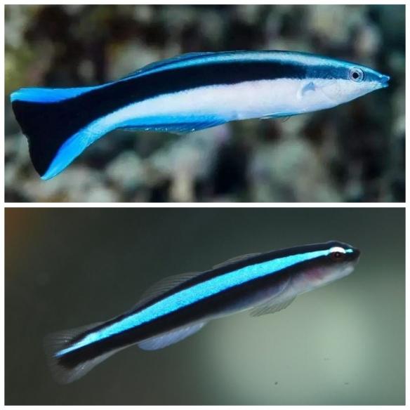 远古生物真实纪录片，史前生物大揭秘纪录片（BBC做出了二十年来最棒的恐龙纪录片）