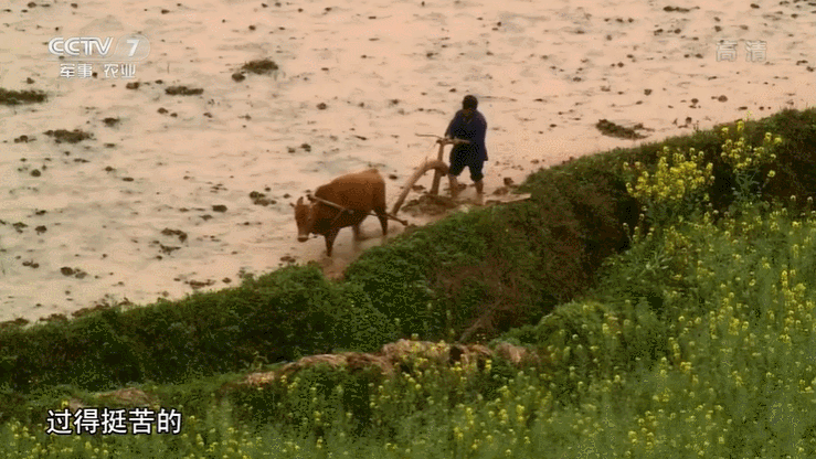 58年属什么今年多大，1958年属啥多少岁（生肖属狗的年份狗属相年份表）