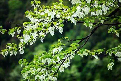 为什么要保护环境，保护环境的三个理由（环境保护对人类的重要性）