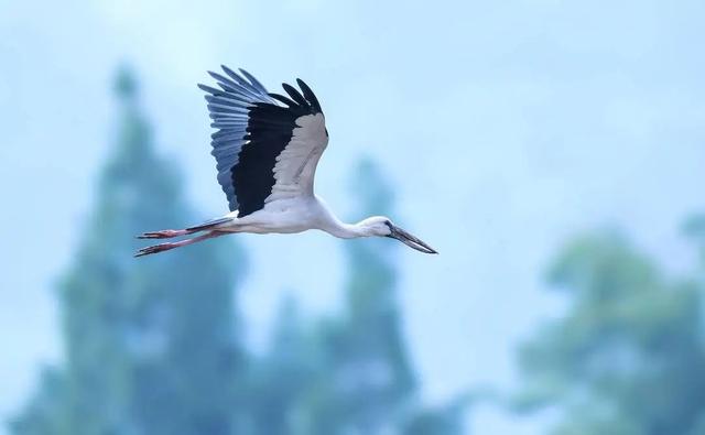 为什么要保护环境，保护环境的三个理由（环境保护对人类的重要性）