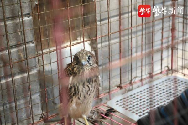 国家二级保护动物红隼被救助，村民捡到两只“野鸡”居然是国家二级“红隼”多部门接力救助