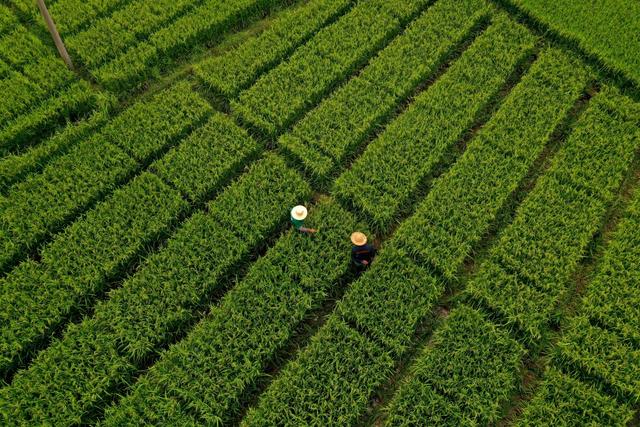 2020端午节，2020端午节是什么时候（大美中国·壮美广西0603丨传统民俗过端午）