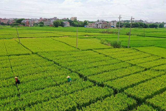 2020端午节，2020端午节是什么时候（大美中国·壮美广西0603丨传统民俗过端午）