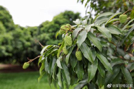糯米糍荔枝几月成熟，2021年糯米糍荔枝价格如何（南山荔枝延期到6月15日上市）