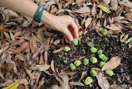 糯米糍荔枝几月成熟，2021年糯米糍荔枝价格如何（南山荔枝延期到6月15日上市）