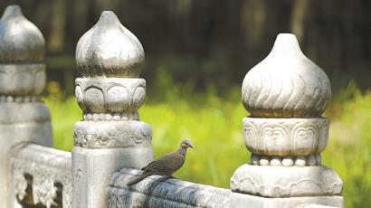 穑什么意思解释，穑字笔画笔顺（在“二十四节气”里读懂中国丨芒种）