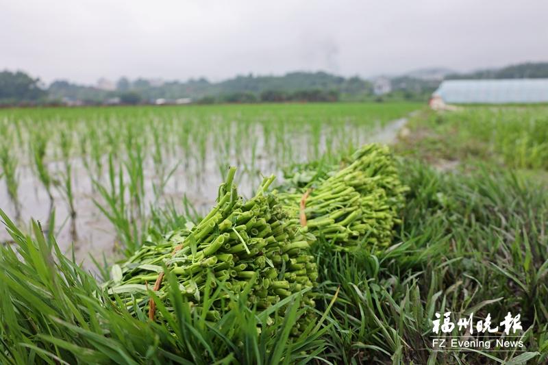 空心菜几月份上市，空心菜什么季节吃（连江“海水空心菜”上市）