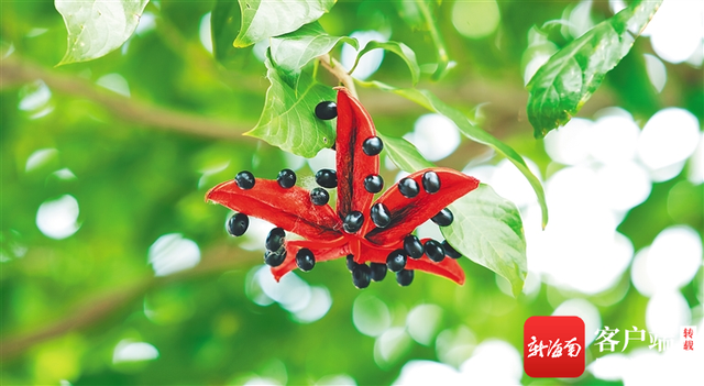 假槟榔树图片，关于假槟榔树的问题（海南周刊丨假苹婆果更胜花几许艳）