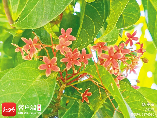 假槟榔树图片，关于假槟榔树的问题（海南周刊丨假苹婆果更胜花几许艳）