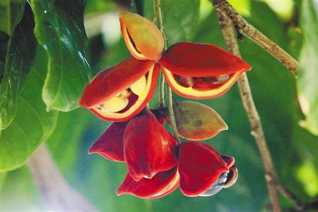 假槟榔树图片，关于假槟榔树的问题（海南周刊丨假苹婆果更胜花几许艳）