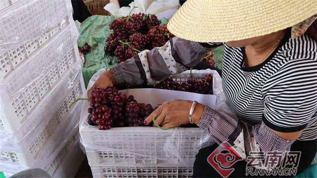 这15个早熟品种可根据当地环境选择种植，早熟葡萄苗什么品种好（干热河谷早熟葡萄抢先上市）