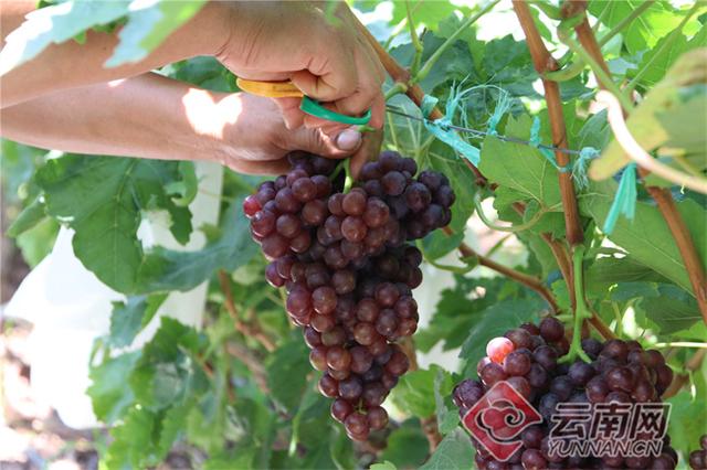 这15个早熟品种可根据当地环境选择种植，早熟葡萄苗什么品种好（干热河谷早熟葡萄抢先上市）