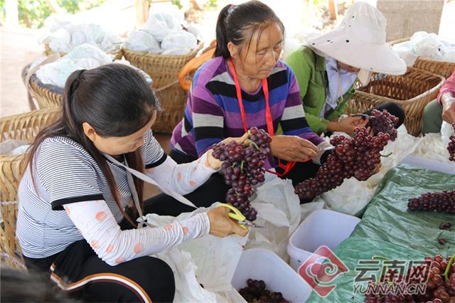 这15个早熟品种可根据当地环境选择种植，早熟葡萄苗什么品种好（干热河谷早熟葡萄抢先上市）