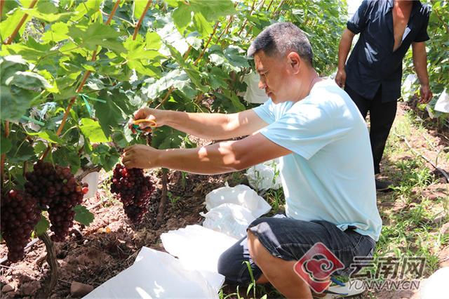 这15个早熟品种可根据当地环境选择种植，早熟葡萄苗什么品种好（干热河谷早熟葡萄抢先上市）