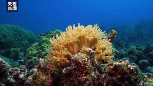 珊瑚体内有大量共生的什么藻类，珊瑚体内有大量共生什么藻（关于珊瑚的这些知识了解一下）