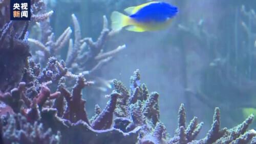 珊瑚体内有大量共生的什么藻类，珊瑚体内有大量共生什么藻（关于珊瑚的这些知识了解一下）