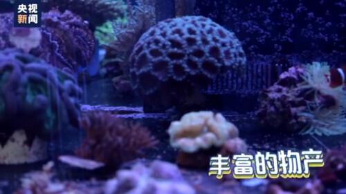 珊瑚体内有大量共生的什么藻类，珊瑚体内有大量共生什么藻（关于珊瑚的这些知识了解一下）